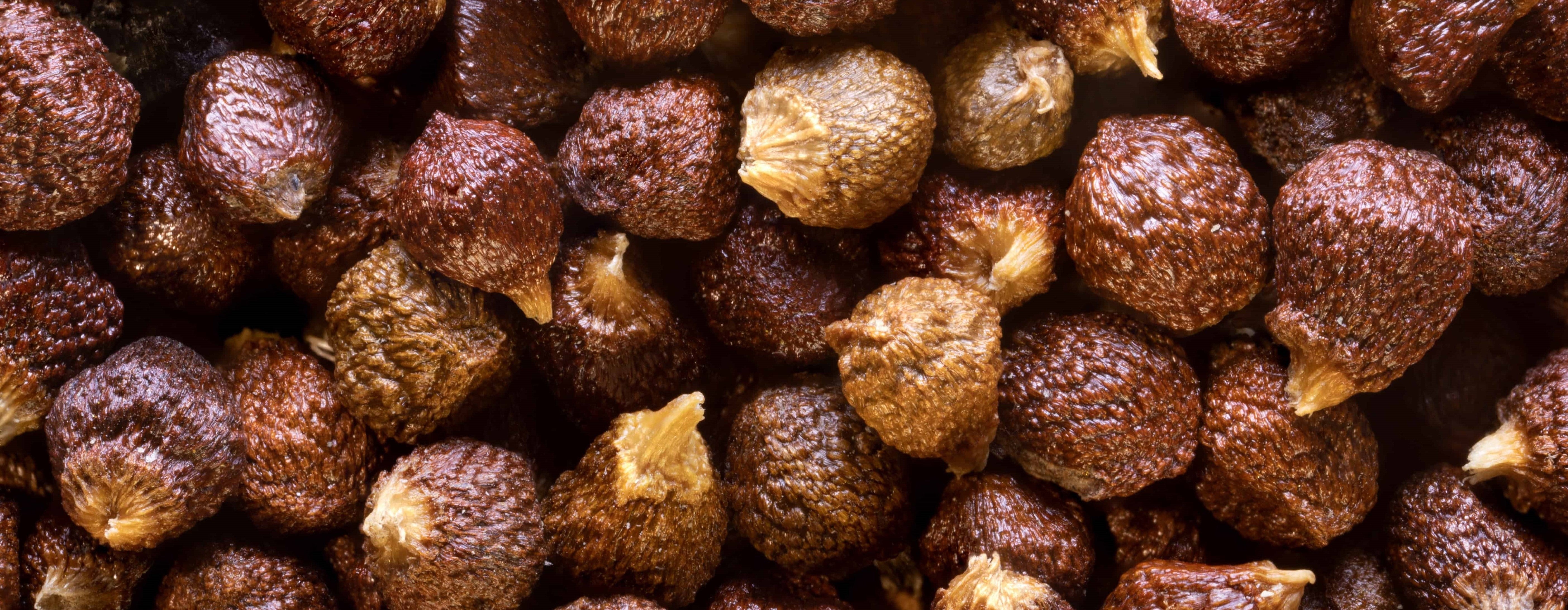 GRAINS OF PARADISE AND WEIGHT LOSS: DOES IT HELP YOU LOSE WEIGHT?