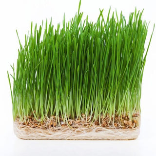 The Powerhouse Trio of Wheat Grass, Barley Grass, and Beets - NF Sports