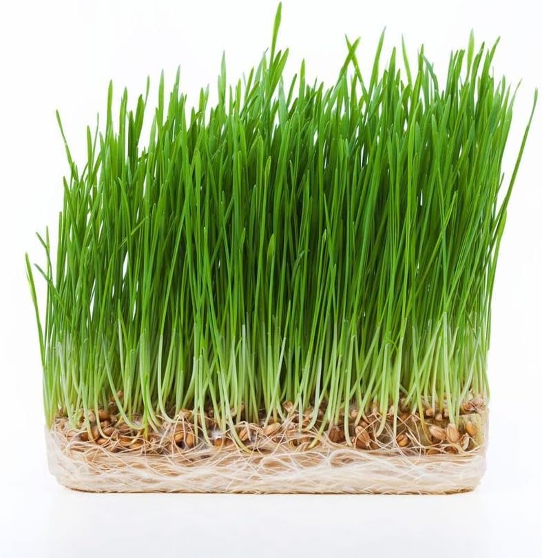 The Powerhouse Trio of Wheat Grass, Barley Grass, and Beets