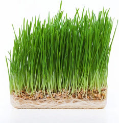 The Powerhouse Trio of Wheat Grass, Barley Grass, and Beets