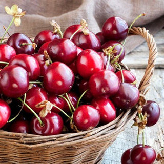 Benefits of Tart Cherry Extract - NF Sports