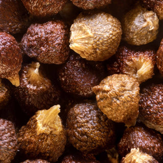 GRAINS OF PARADISE AND WEIGHT LOSS: DOES IT HELP YOU LOSE WEIGHT? - NF Sports