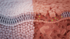 Leaky Gut Symptoms: How Your Gut Microbiome Affects Your Health