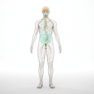 Microbiome Diversity: How to Improve Your Gut-Brain Axis Naturally - NF Sports