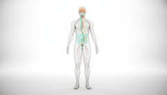 Microbiome Diversity: How to Improve Your Gut-Brain Axis Naturally