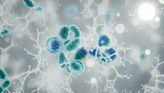 Prebiotics vs. Probiotics: What's Best for Gut and Brain Health?